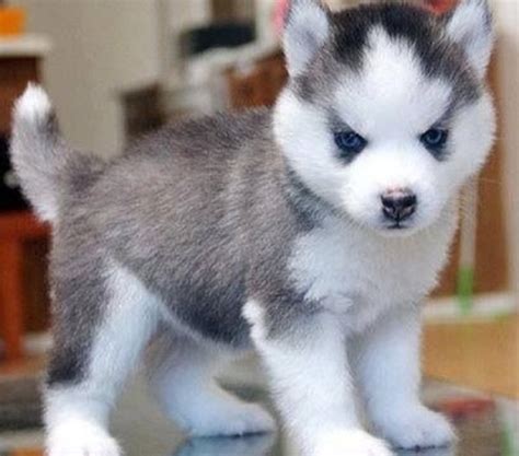 Micro Teacup Husky Puppies Puppy And Pets