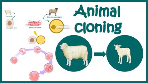 Cloning Animals Diagram
