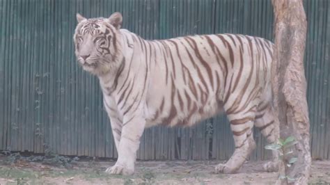 White Tiger At Delhi Zoomust See Places In Delhi Youtube