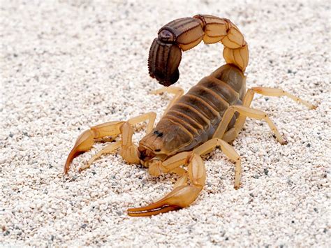 The 5 Most Dangerous Scorpion Species In The World The Spider Blog