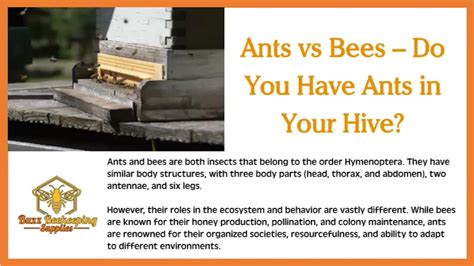 ants vs bees do you have ants in your hive