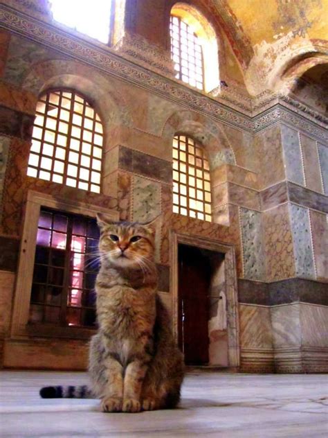 The Hagia Sophia Cat Gli