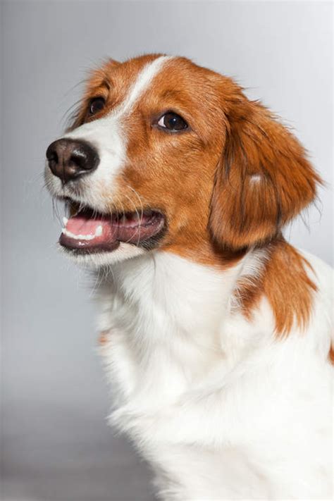 Nederlandse kooikerhondje information including personality, history, grooming, pictures, videos, and the akc breed standard. Nederlandse kooikerhondje | Hundar | Rasinformations | Omlet