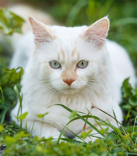 Turkish Van Cat A Complete Guide To An Amazing Breed
