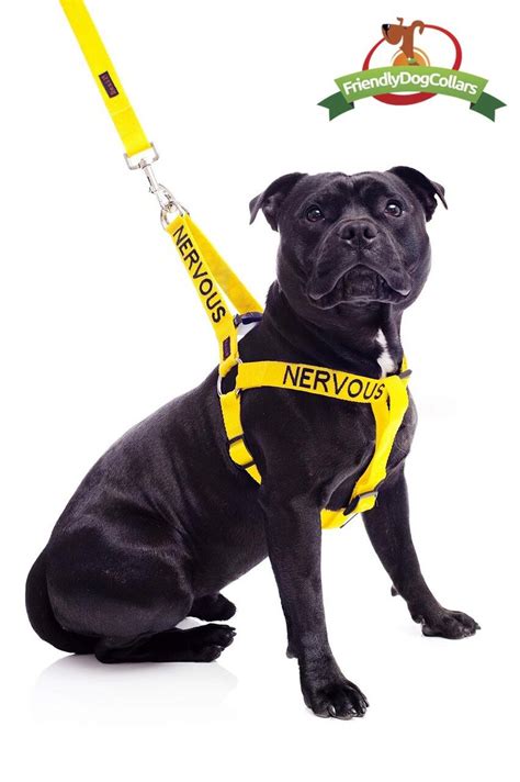 Nervous Dog Strap Harness Dog Collars Leads And Harnesses Harnesses