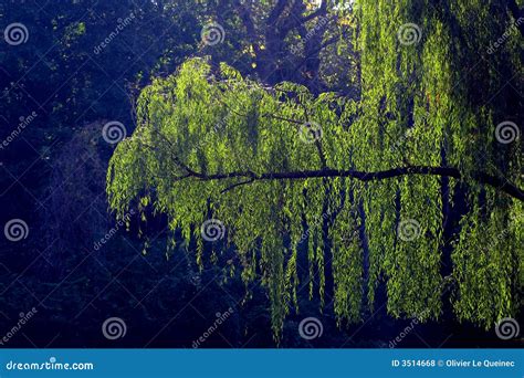 Weeping Willow Hanging Branch Stock Photo Image Of Diffusion Tree