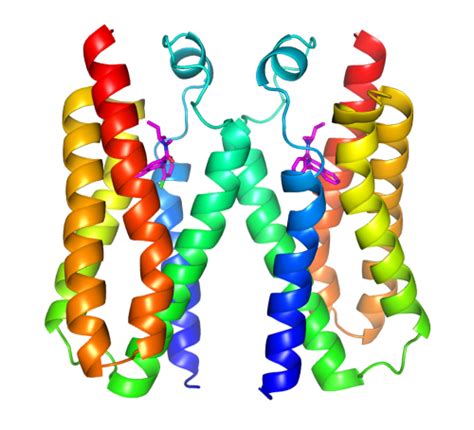 New Clues About A Brain Protein With High Affinity For Valium