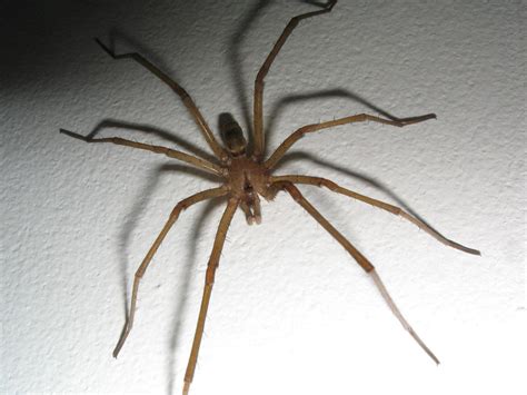 How To Tell If A Spider Is Not A Brown Recluse Spiderbytes