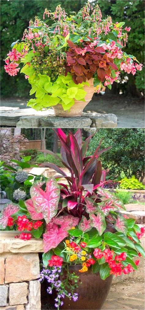 Best Container Plants For Sunny Patio Patio Ideas