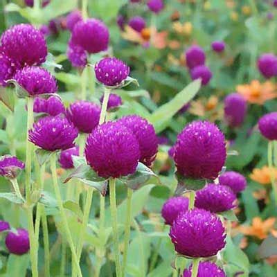 There is no reason 2021 should be any different, as georgia has national championship aspirations this year. Best Garden Flowers for Color All Summer | Globes, Globe ...