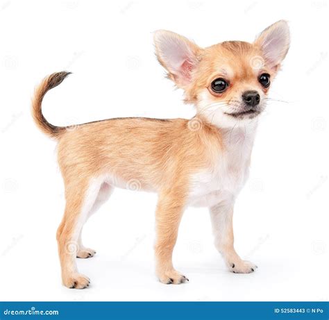 Piccolo Cucciolo Sveglio Della Chihuahua Che Sta Sul Bianco Immagine