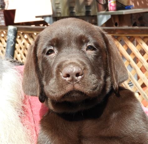 It will help the people searching for english lab puppies for sale. PennySaver | akc chocolate lab puppies in San Diego ...