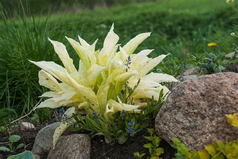 Hosta white feather 1 pcs. White Feather Hosta Plant: Care and Growing Guide
