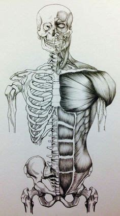 Ideas De Anatomie Humaine En Arte De Anatom A Humana Arte De