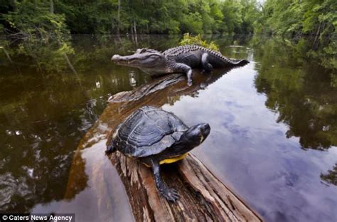 Incredible Moment Turtle And Alligators Cosy Up Together In The Wild
