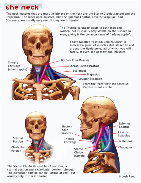 1000 Images About Anatomy On Pinterest Head And Neck X