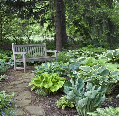 7 Tips For Growing Hostas Longfield Gardens Aménagement Paysager De