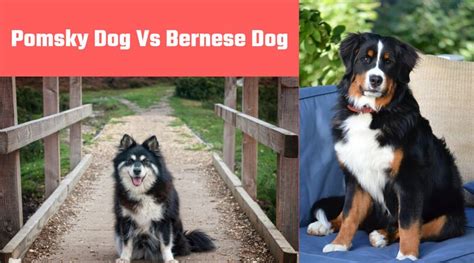 Born may22, he is a big healthy pup and super lovable. #pomsky breeders Vs Bernese Mountain Dog pomsky full grown ...
