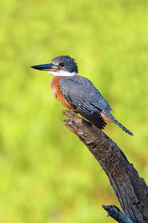 Ringed Kingfisher Megaceryle Torquata Photograph By Larry Ditto Fine