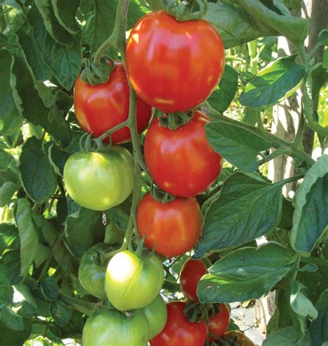 These yellow cherry tomato seeds are of the finest quality and are suitable to grow in any seasons, be it autumn or summer and winter. Yellow Pear Cherry Tomato - Nana's Bloomers