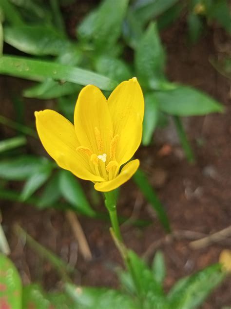 Standout Rain Lilies For The South And Beyond Finegardening