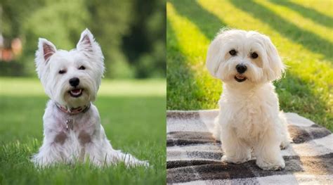 Westie Vs Maltese Breed Differences And Similarities Loveyourdog