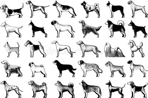 Set Of Dogs Breeds Stock Vector Illustration Of Terrier 199600317