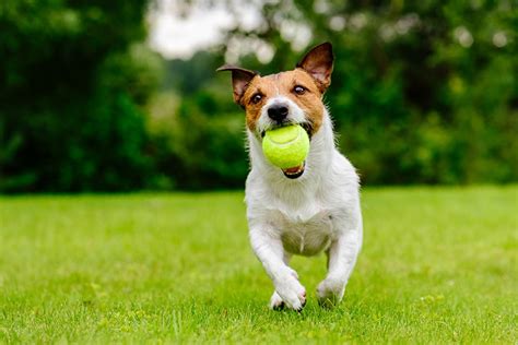 The man threw the ball in the other direction for the dog to play chase. Happy pet dog playing with ball on green grass lawn - The ...