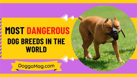 10 Most Dangerous Dog Breeds In The World 2023 List Doggomag