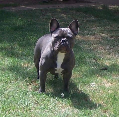 French bulldogs are what we know best! Exotic French Bulldogs from Luck French Bulldogs