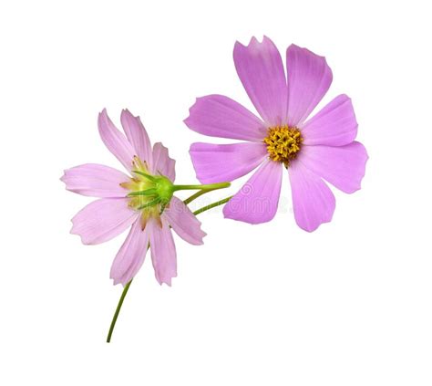 Set Of Pink Cosmos Flowers Isolated Stock Photo Image Of Element