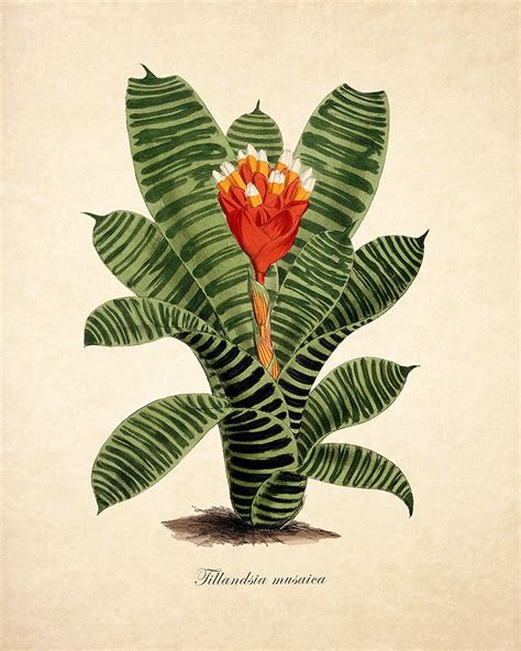 Botanical Print Tillandsia Musaica Print Tropical Plant Etsy