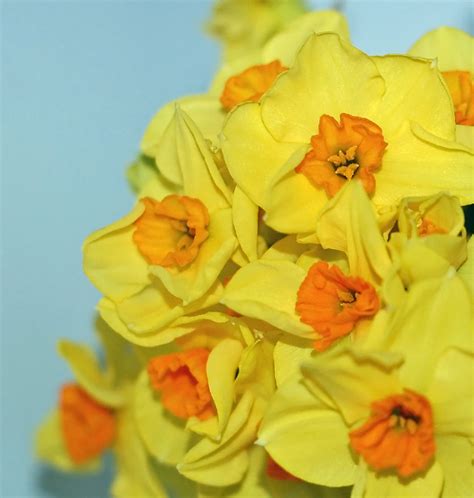 Narcissus Flowers Free Stock Photo Public Domain Pictures