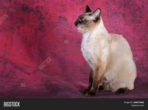 Thai Siamese Cat Sits Image And Photo Free Trial Bigstock