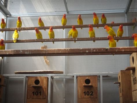 Maybe you would like to learn more about one of these? Kandang Lovebird Yang Baik dan Benar Untuk Umbaran, Ternak ...