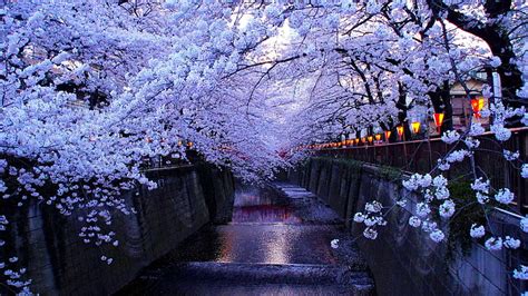 Hd Wallpaper Meguro River Tokyo Japan Blossom Cherry