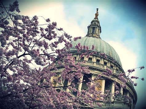 Beautiful Photos Of Cherry Blossom Season In London Londonist