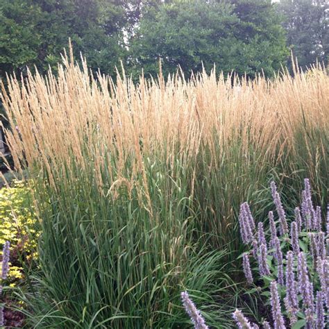 26 Types Of Tall And Dwarf Ornamental Grasses With Pictures