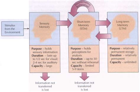 In The Traditional Three Stage Memory Model There Is A Separate