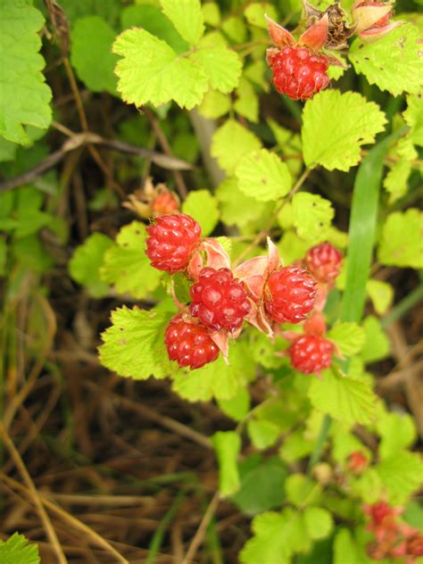 Rubus Parvifolius Native Raspberry Or Small Leaf Bramble Is A