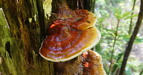 Ganoderma Root Rot Identify Control And Treatment Davey Tree