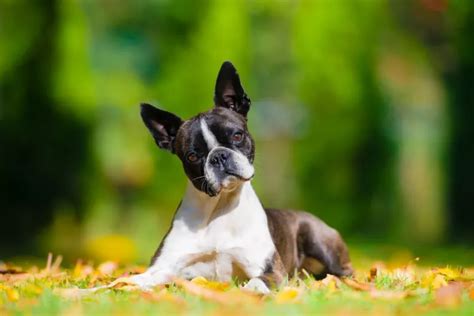 The 20 Most Affectionate Small Dog Breeds Terrier Dog Breeds