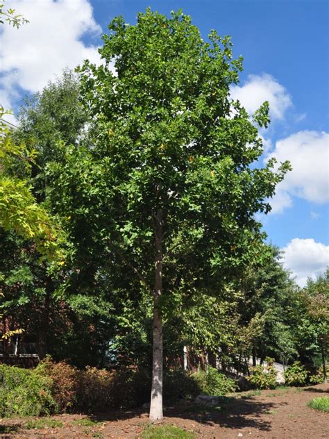 Disease — powdery mildew, verticillium wilt, and canker. Tulip Poplar | Arboretum | Georgia Institute of Technology ...