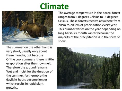 Ppt Boreal Forest Biome Powerpoint Presentation Free Download Id