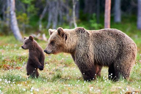 Mother Bear And Cub Mother Bear And Cub Focus On Cub Stock Photo