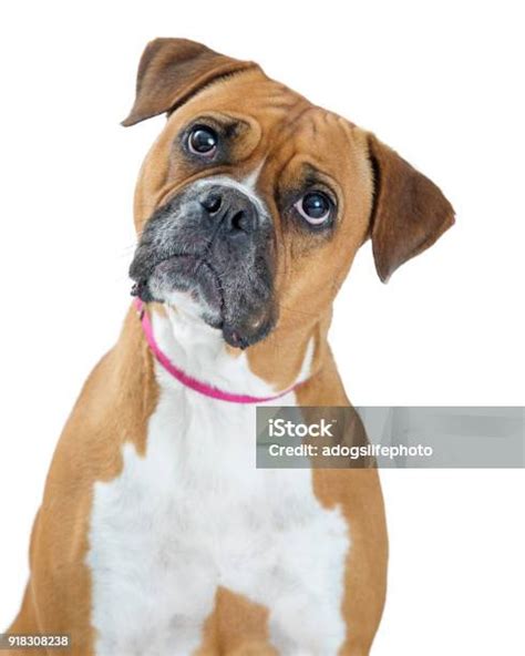 Boxer Dog Listening Tilting Head Stock Photo Download Image Now Dog