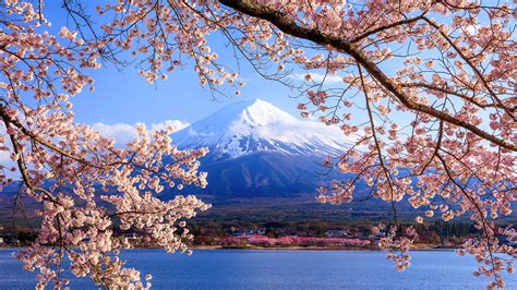 Win A Trip To Experience Japans Cherry Blossom Season