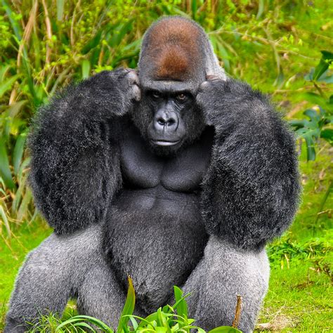Gorillas And Sign Language Fun Animals Wiki Videos Pictures Stories