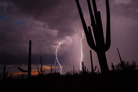 Lightning Bolts Surround The Giant Saguaro Cactus At Saguaro National