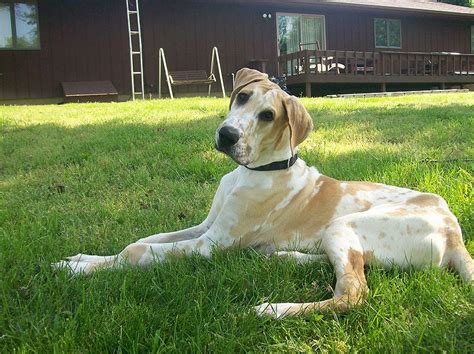 Look at pictures of great dane puppies who need a home. Musings of a Biologist and Dog Lover: Mismark Case Study ...